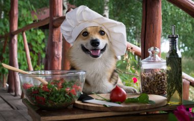 Dog Welsh Corgi Pembroke is an admirer of Italian food, prepared a salad of tomato, arugula, walnuts and olive oil. clipart