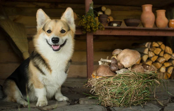 Vida Doméstica Cena Rural Cão Estabelece Para Descansar Depois Passeio — Fotografia de Stock