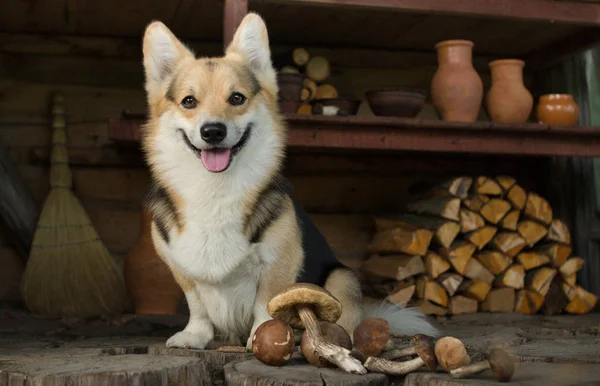 Home Life Rural Scene Dog Lay Rest Walk Mushrooms — Stock Photo, Image