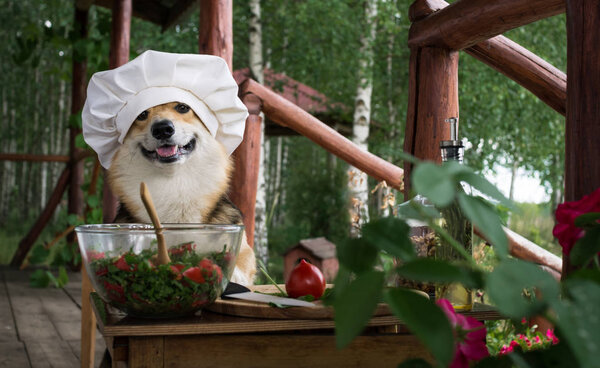 Собака валлийский Корги Пемброк является поклонником итальянской кухни, приготовленный салат из помидоров, рукколы, грецких орехов и оливкового масла
.