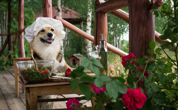 Собака валлийский Корги Пемброк является поклонником итальянской кухни, приготовленный салат из помидоров, рукколы, грецких орехов и оливкового масла
.