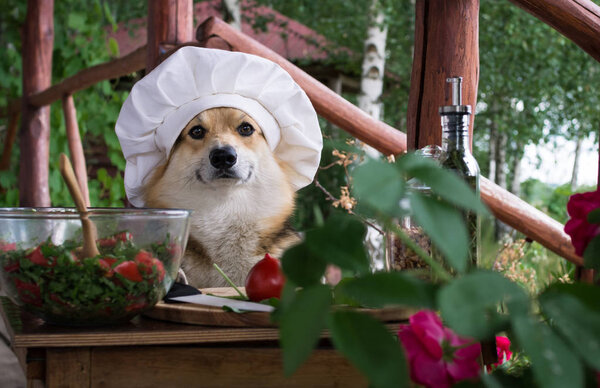 Собака валлийский Корги Пемброк является поклонником итальянской кухни, приготовленный салат из помидоров, рукколы, грецких орехов и оливкового масла
.