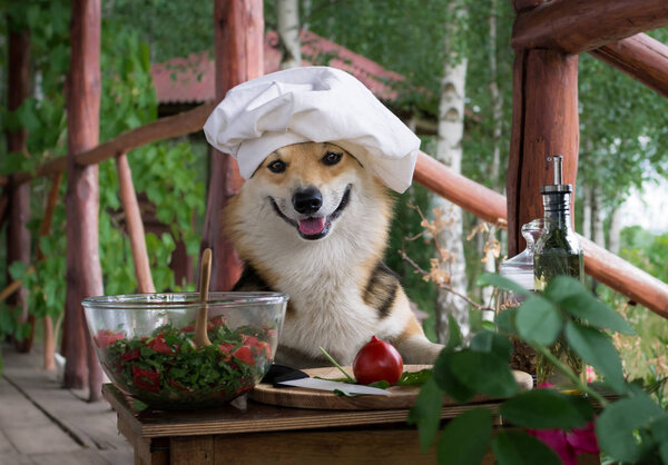 Собака валлийский Корги Пемброк является поклонником итальянской кухни, приготовленный салат из помидоров, рукколы, грецких орехов и оливкового масла
.