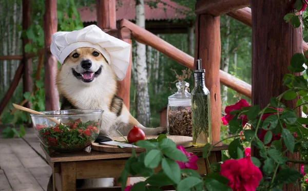 Dog Welsh Corgi Pembroke Admirador Comida Italiana Preparou Uma Salada — Fotografia de Stock