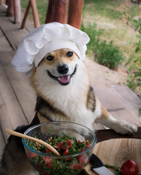 Dog Welsh Corgi Pembroke Admirador Comida Italiana Preparou Uma Salada — Fotografia de Stock