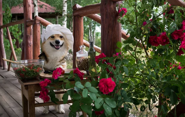 Dog Welsh Corgi Pembroke Admirador Comida Italiana Preparou Uma Salada — Fotografia de Stock