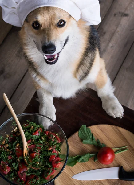 Hund Welsh Corgi Pembroke Beundrare Italiensk Mat Tillagad Sallad Tomat — Stockfoto