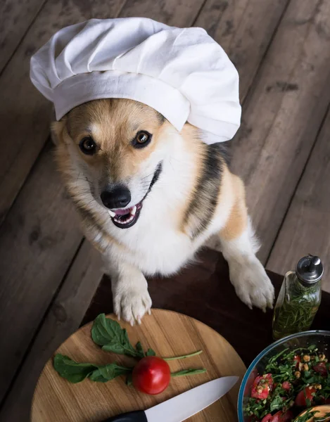 Σκύλος Ουαλλέζικο Corgi Pembroke Είναι Θαυμαστής Της Ιταλικά Τρόφιμα Έτοιμα — Φωτογραφία Αρχείου