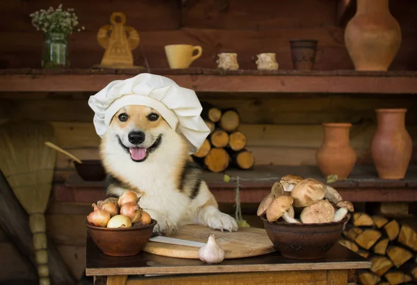 Dog Welsh Corgi Prepara Cogumelos Para Jantar Com Cebola Alho — Fotografia de Stock