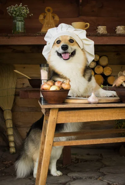 Kutya Welsh Corgi Gomba Készít Vacsorára Hagymát Fokhagymát Stock Kép