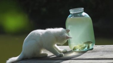 Kavanozda balık ile beyaz bir kedi yavrusu çalış. -Balık tutmak için zaman.