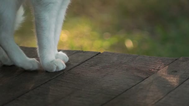 Kot Joga Rozciąga Się Siebie Podniesienie Tyłu Dzień Dobry — Wideo stockowe