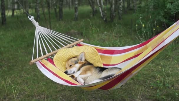 Pembroke Ουαλλέζικο Corgi Σκυλί Στηρίζεται Ένα Κίτρινο Ριγέ Αιώρα — Αρχείο Βίντεο