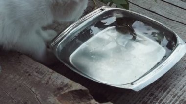 Hoş bir kedi su ile demir kase balık yakalar. Şirin oynak Evcil hayvan avlamak için yiyecek.