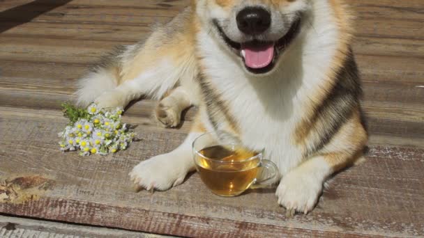 お茶の時間 紅茶と犬ウェルシュ コーギー ペンブローク — ストック動画