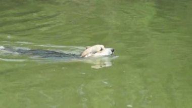 İngilizce doğurmak Galce Corgi Pembroke bir köpek onun gölde yıkanmak mutludur.
