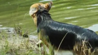 İngilizce doğurmak Galce Corgi Pembroke bir köpek onun gölde yıkanmak mutludur.
