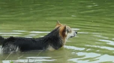 İngilizce doğurmak Galce Corgi Pembroke bir köpek onun gölde yıkanmak mutludur.