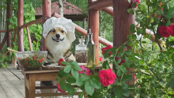 Dog Welsh Corgi Pembroke Admirador Comida Italiana Preparou Uma Salada — Vídeo de Stock