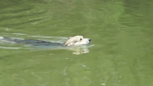 Pies Rasy Angielski Walijski Corgi Pembroke Jest Szczęśliwy Kąpieli Jeziorze — Wideo stockowe