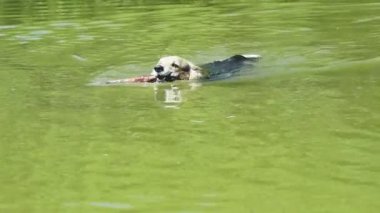 İngilizce doğurmak Galce Corgi Pembroke bir köpek onun gölde yıkanmak mutludur.