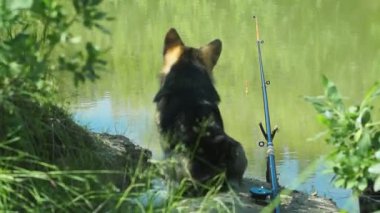 Köpek Galce Corgi Pembroke Balık tutma.