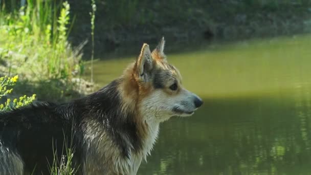 英国品种的威尔士科吉 彭布鲁克的一只狗很高兴在他的湖里洗澡 — 图库视频影像