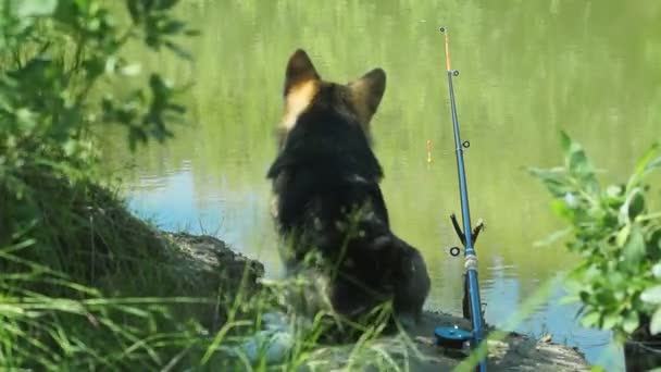 Hond Welsh Corgi Pembroke Visserij — Stockvideo