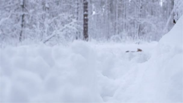 Dog Welsh Corgi Pembroke Passeio Uma Bela Floresta Inverno — Vídeo de Stock