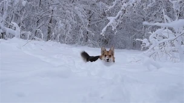 美しい冬の森での散歩に犬ウェルシュ コーギー ペンブローク — ストック動画