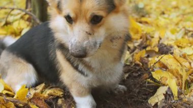 Galce Corgi köpek özenle bir şey çıkarmak istiyor.