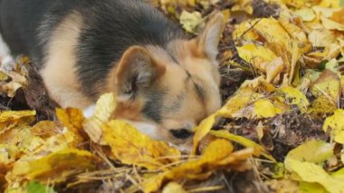 Galce Corgi köpek özenle bir şey çıkarmak istiyor.