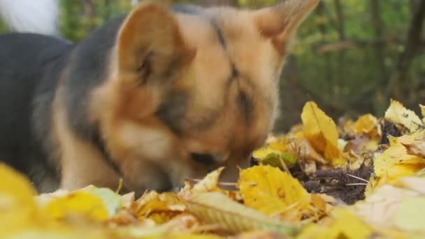 Welsh Corgi Dog Diligently Wants Dig Something — Stock Video