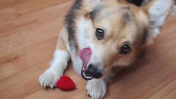 Ένα Υπέροχο Τρυφερός Σκύλος Μια Κόκκινη Καρδιά Συγχαίρει Την Ημέρα — Αρχείο Βίντεο
