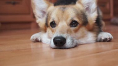 Komik köpek yere yatıyor, gözleri yanıp söner, kulakları gürlemesi.