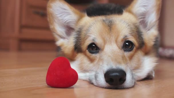 Egy szép szerető kutya-val egy piros szív gratulál a Valentin-nap, nap minden szerelmeseinek.