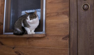Kedi Pencere pervazı kapının yanında evin önünde oturur ve içeri girmek istiyor.
