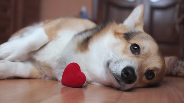 Een Mooie Liefdevolle Hond Met Een Rood Hart Valentijnsdag Feliciteert — Stockvideo