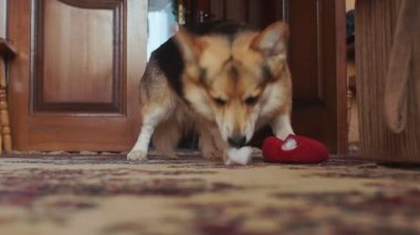 Oynak yaramaz köpek oyuncak kalp gözyaşı.