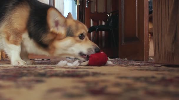 Speelse Ondeugende Hond Scheuren Het Hart Speelgoed — Stockvideo