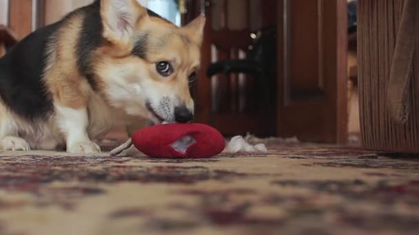 Verspielt Verschmitzter Hund Zerreißt Das Spielzeugherz — Stockvideo