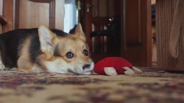 Juguetón Travieso Perro Rasgar Corazón Del Juguete — Vídeos de Stock