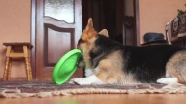 Komik, eğlenceli köpek frizbi ile çalış.