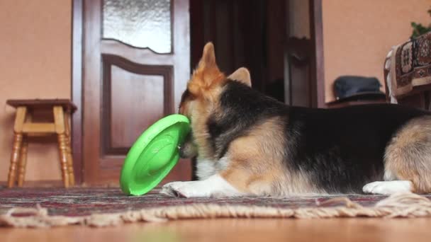 面白い 遊び心のある犬がフリスビーで遊ぶ — ストック動画