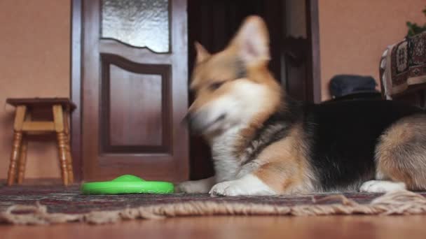 Engraçado Brincalhão Cão Brinca Com Frisbee — Vídeo de Stock