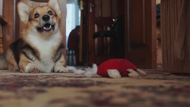 Speelse Ondeugende Hond Scheuren Het Hart Speelgoed — Stockvideo