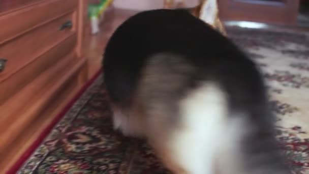 Lustiger Verspielter Hund Spielt Mit Frisbee — Stockvideo