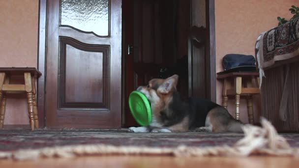 Zábavný a hravý pes hraje s frisbee. — Stock video