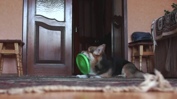 Chien drôle et ludique joue avec frisbee . — Video