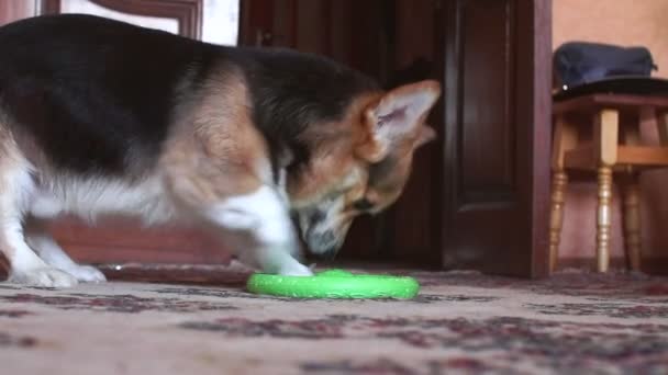 Grappig, speelse hond speelt met frisbee. — Stockvideo